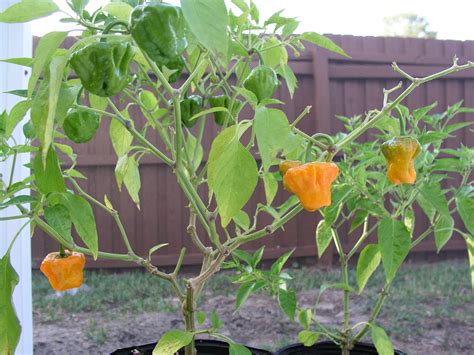 Scotch Bonnet (Orange) - Growin Crazy Acres