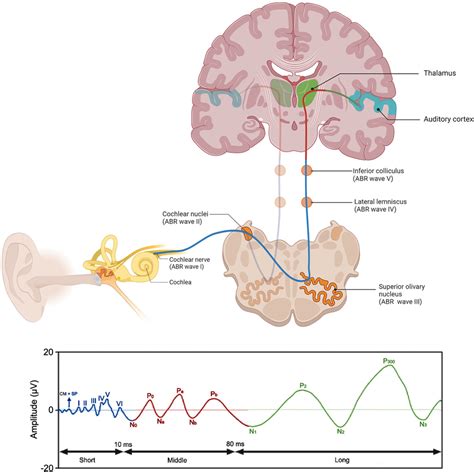 Process Models of the Auditory System 的图像结果