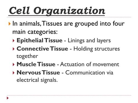 Image result for Cell Organization