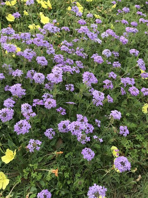 Whitney Brown-Tompkins PLLC - Innovative Wound Healing