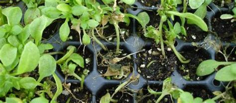 Image result for Pythium Root Rot Signs