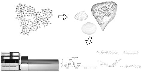 Lipophilic Toxins in Wild Bivalves from the Southern Gulf of California ...
