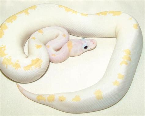 Image result for Super Zebra Ball Python