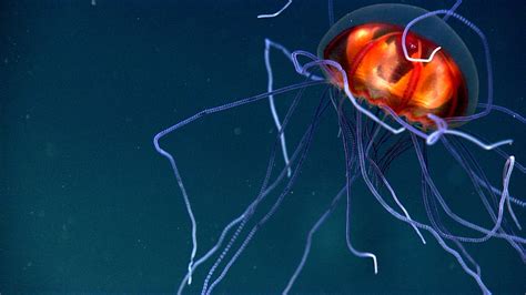 Beware the jellyfish sting: Why tentacles lurk in new waters