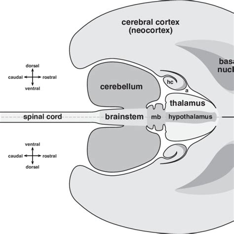 Image result for Neocortex Disorders