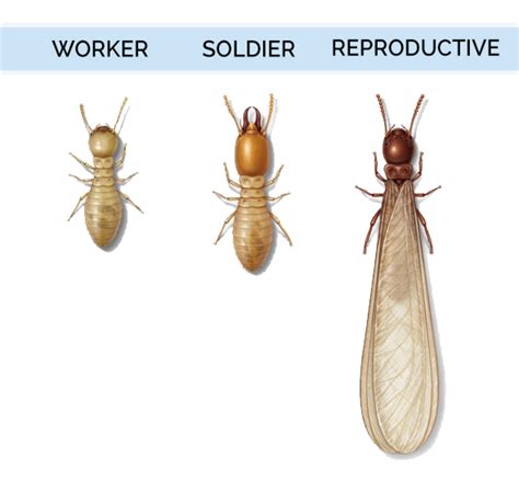 What Do Termites Look Like - Termite Identification