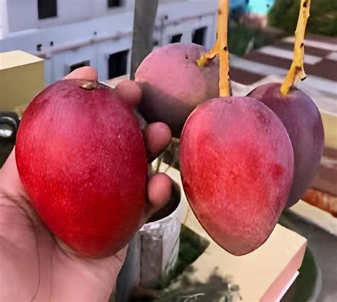 Miyazaki Mango Tree Plant Hybrid Grafted Japanese Red Miyazaki Fruit ...