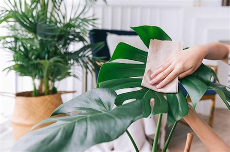 Closeup young women's hands rub and wipe the dust off the leaves of the ...