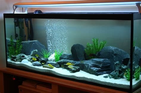 aquarium fish online auction