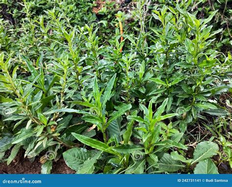 Grass Plants Cover the Ground in the Garden Stock Image - Image of ...
