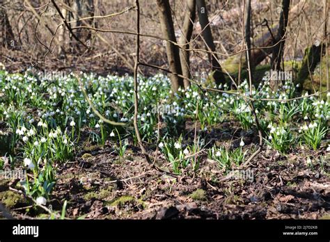 Image result for Spring Snowflake Plant