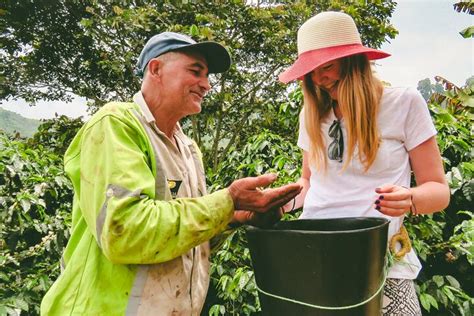 Private tour: Colombian Coffee Farm & Culture from Medellin - From crop ...