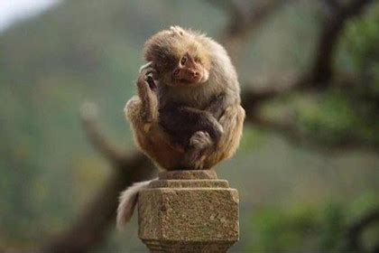 几几年出生的肖猴人：一生最好命！神准 - 每日頭條