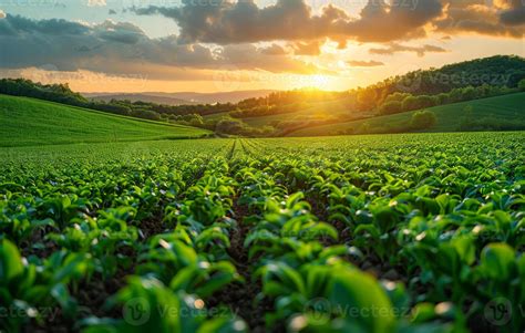 Nature Field 的图像结果