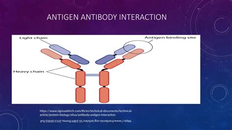 Antigen antibody interaction immunology .pptx