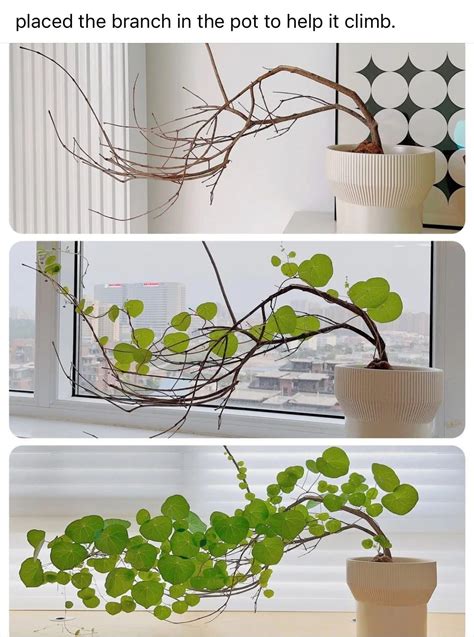 Pin by Anne-Li Elf on Att göra in 2025 | Inside plants, Indoor plants ...