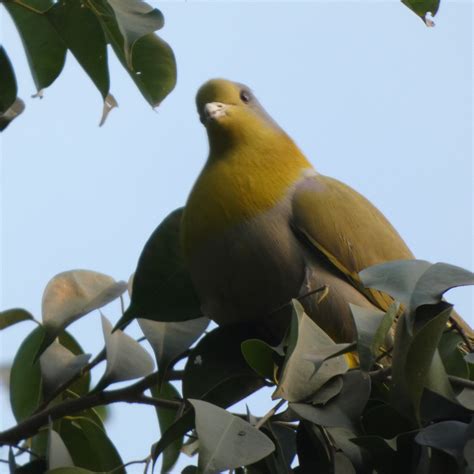 THE GREENWOOD RESORT, GUWAHATI (Assam) - Hotel Reviews, Photos, Rate ...