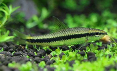 Siamese Algae Eater vs. Otocinclus - A-Z Animals