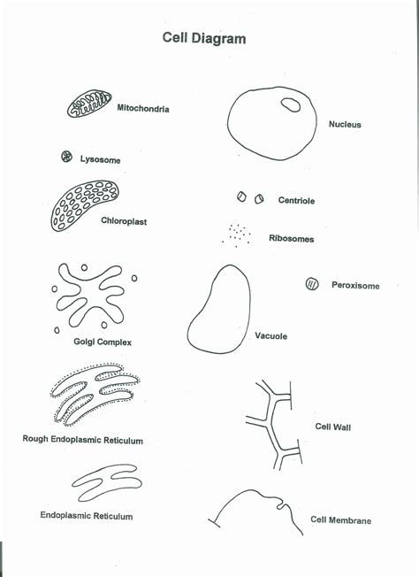 Cells Alive Worksheet Answer Key Fresh Cells Alive Plant Cell Worksheet ...