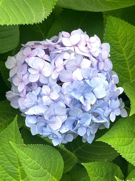 Closeup of Hydrangea macrophylla, big leaf hydrangea 49081814 Stock ...