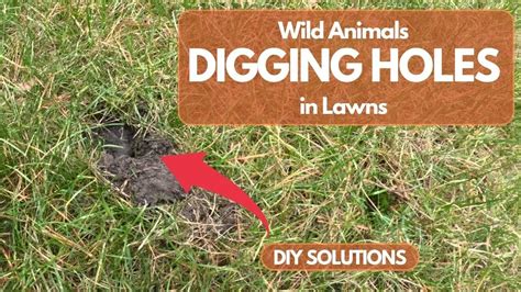 Animals Dig 的图像结果