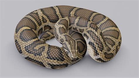 Image result for Burmese Python Animation