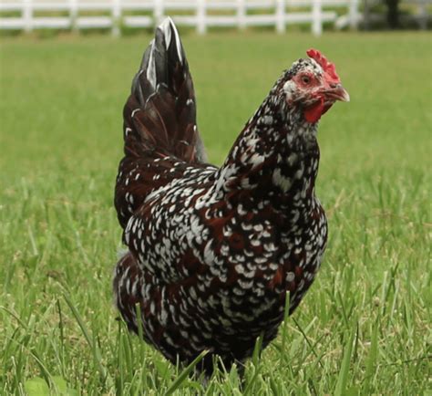 Sussex Chicken Black Sussex Hybrid | Newland Poultry