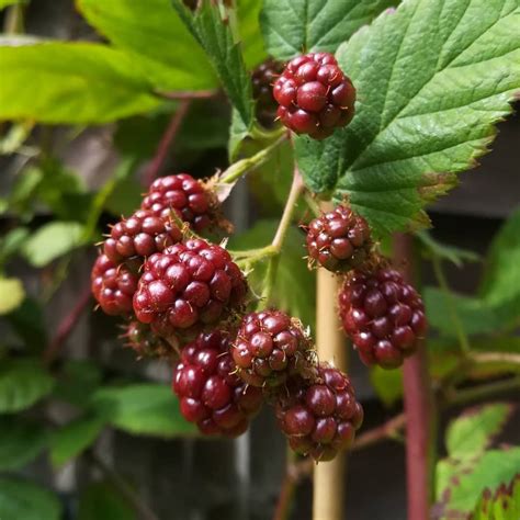 Rubus ursinus x idaeus | Boysenberry - forest + field