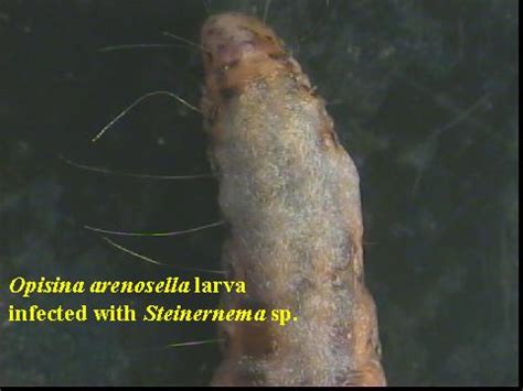 EPN - Abiotic Factors