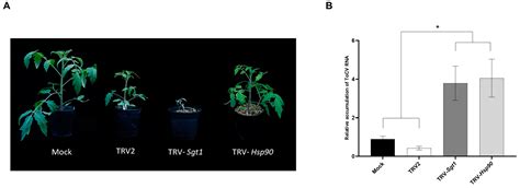 Enhanced Susceptibility to Tomato Chlorosis Virus (ToCV) in Hsp90- and ...