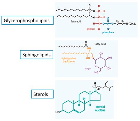 Allylamines, Benzylamines, and Fungal Cell Permeability: A Review of ...