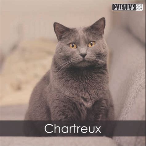 Buy Chartreux 2022 2023: Official Cats 2022, 18 Month Photo of ...