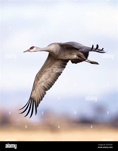 Sandhill Crane - grus canadensis - in flight during spring Sandhill Crane migration Monte Vista ... - migration of sandhill cranes