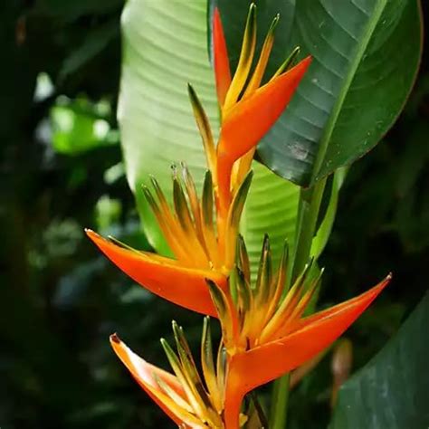 Mphmi Seedless Plant Indoor Plants Heliconia Lady Diana (Orange ...