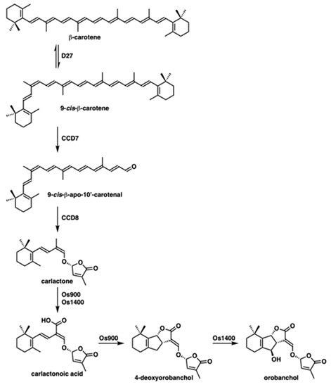 Molecules | Special Issue : Inhibitors of Plant Hormone Biosynthesis ...