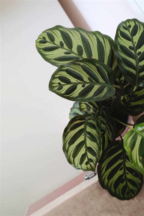 How to Care for Calathea Plants - A Beautiful Mess