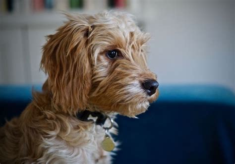 Cockapoo Full Grown Sizes: Standard, Mini, Toy & Teacup | Puplore