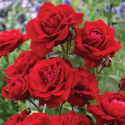 Image result for Flower Recognition Using Algorithms Machine Learning Pyhton