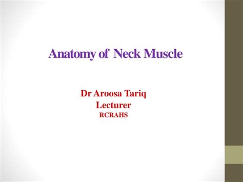 SOLUTION: Anatomy of neck muscles - Studypool