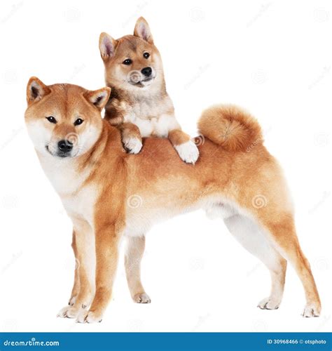 Shiba inu dog and puppy stock photo. Image of obedient - 30968466