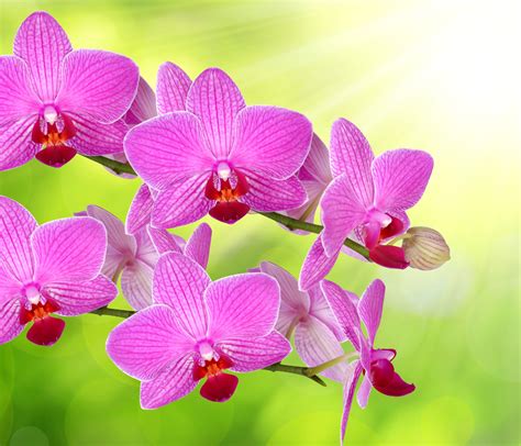 Orchid, Closeup, Pink color, HD Wallpaper | Rare Gallery