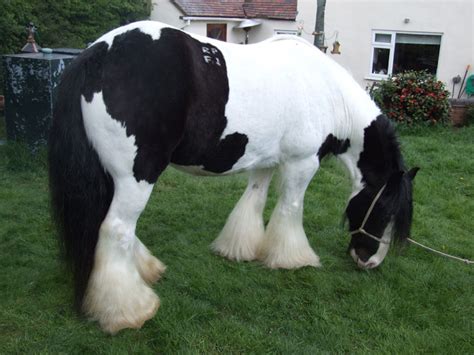 Braves Familien Irish Tinker pferd in berlin | Tiere | Kleinanzeigen