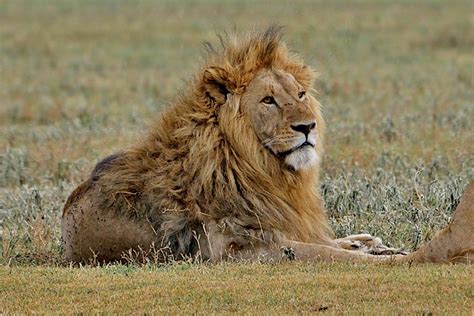 Lion Facts: Habitat Size Weight Diet Gestation | Whizzed Net