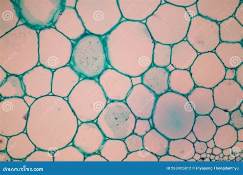 Image result for Different Tissues Under Microscope