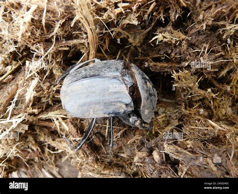 Image result for Popeye Bug