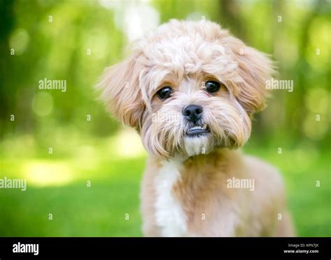 Do Dogs With Underbites Have Trouble Eating