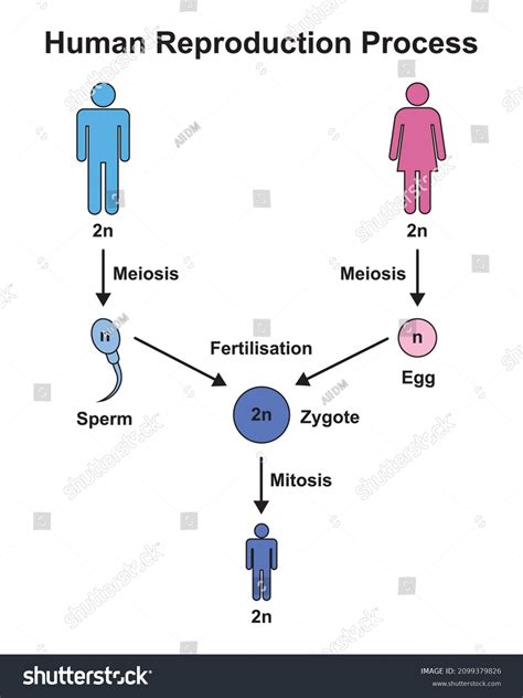 Reproduction Process in Human 的图像结果