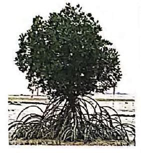 Roots are modified to perform specific functions other than their ...