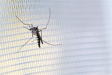 Malaria cases, deaths begin stabilising after COVID disruption: WHO