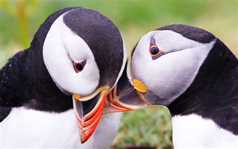 15 Picture-Perfect Photographs Of Puffins | Light Stalking